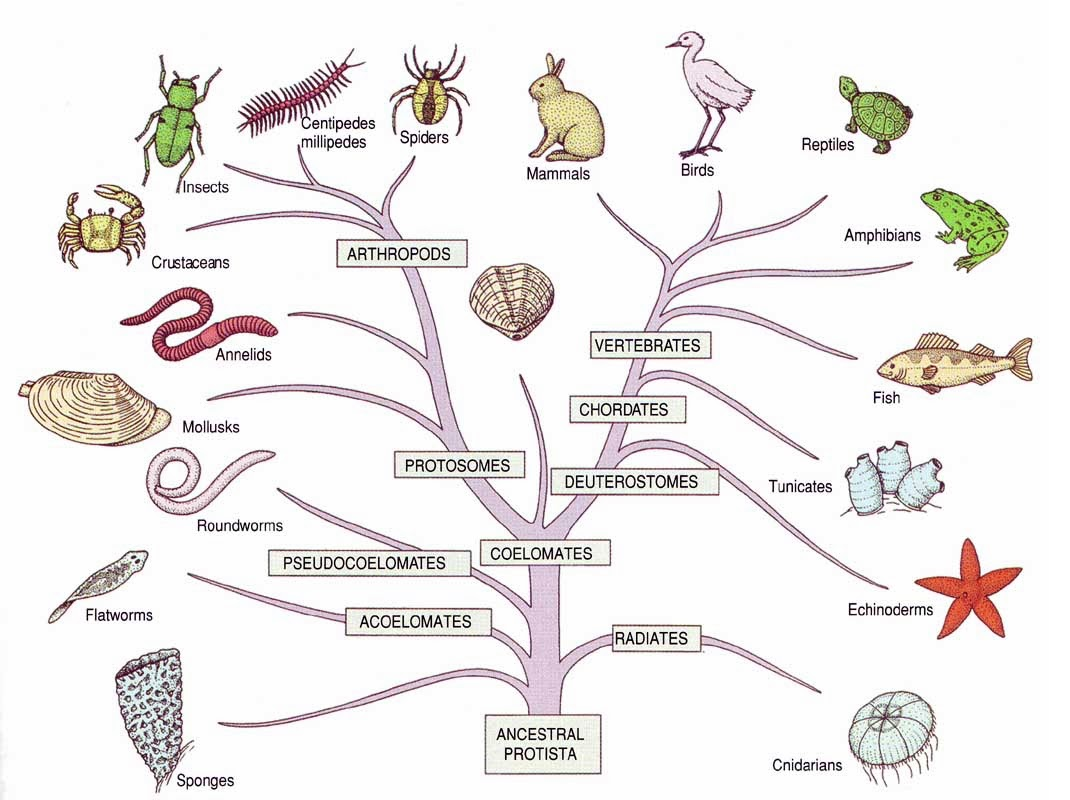 Эволюционное Древо живых организмов