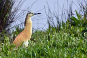 1024px-Garcilla-cangregera