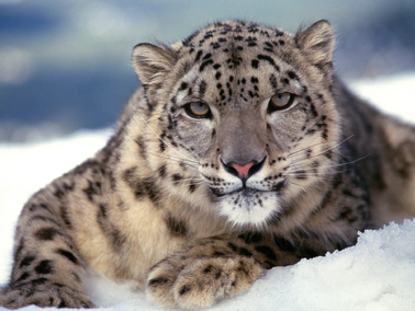 Leopardo de las nieve 2