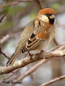 Somali-Sparrow-m-2