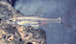 Unnamed (1)wreyger