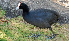 1024px-Fulica cristata -Cape Town, South Africa -adult-8