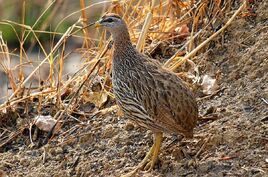 Francolinus bicalcaratus