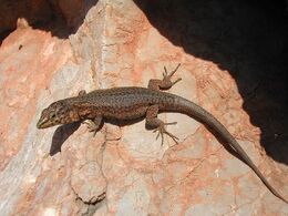 Podarcis lilfordi giglioli Orchi 01