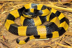 Bandedkrait-tom-edited