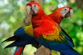 Guacamayo-rojo