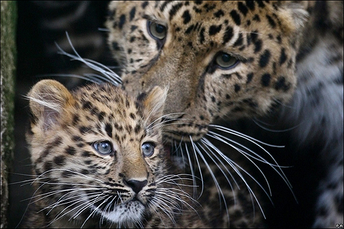 Leopardo de amur 6.png