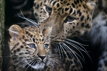 Leopardo de amur 6