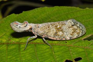 Peanut bug Fulgora cf lanternaria (14829763913).jpg