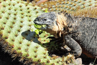 Landiguana-southplaza-feeding