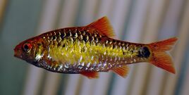 Puntius-Semifasciolatus-01