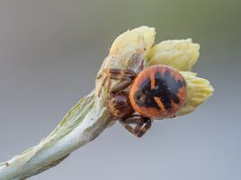 Synema-globosum2