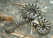 220px-ElapheScalaris-Young-199206-France