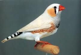 Diamante Mandarin Wiki Reino Animalia Fandom