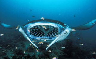 Mantaraya 3.png