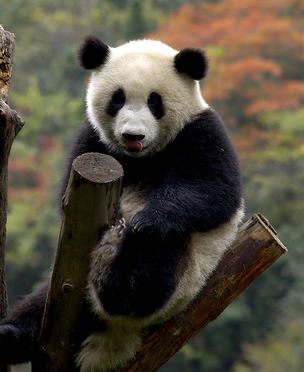 Oso panda