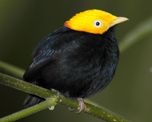 Saltarin cabecidorado