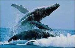 Ballenas azul