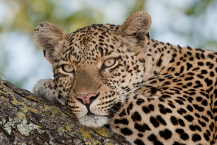 Leopardo africano.png
