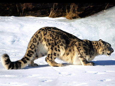 Leopardo de las nieve