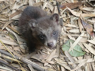 puedes tener un perro mapache como mascota