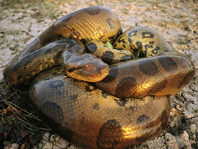 Anaconda wiki.png