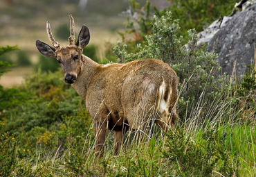 Huemul 2