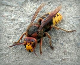 (Vespa crabro)