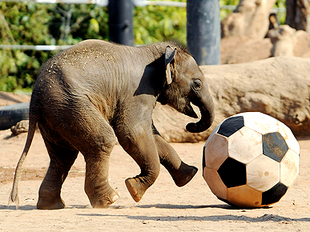 Elefante asiatico 10