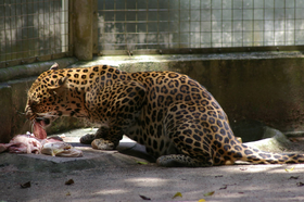 Leopardo de indochina 2