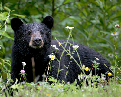 Oso negro