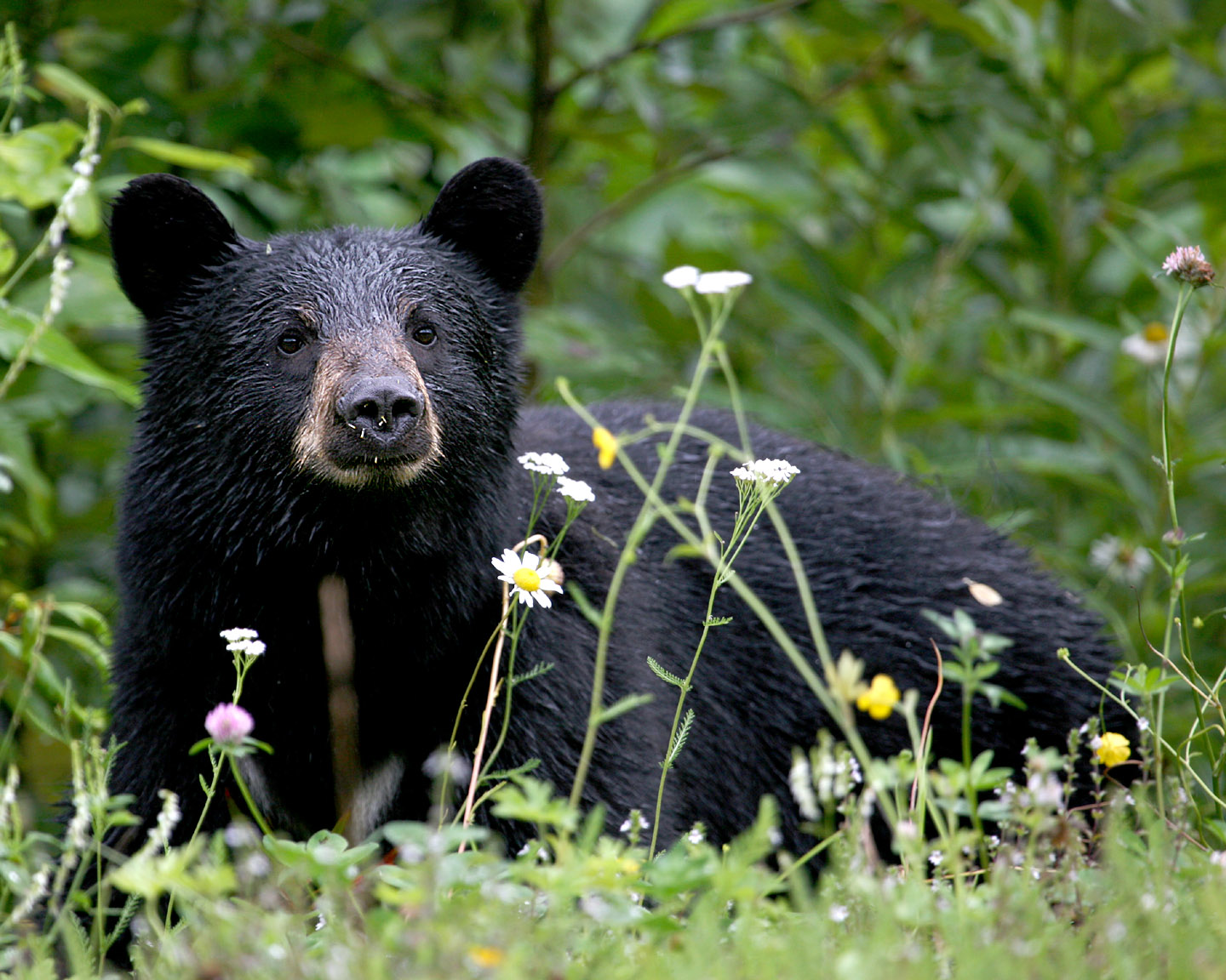 Oso Negro | Wiki Reino Animalia | Fandom Oso Negro | Wiki Reino Animalia | Fandom
