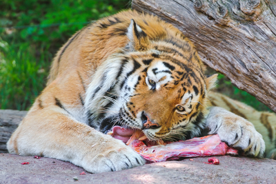 Tigre comiendo