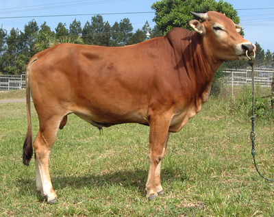Vaca 12
