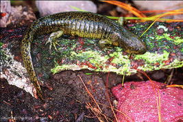 Ambystoma-granulosum Gerardo-Ceballos-González