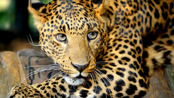 Leopardo de java 1