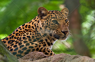 Leopardo indio 10