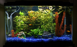 Pez tetra negro 11.png