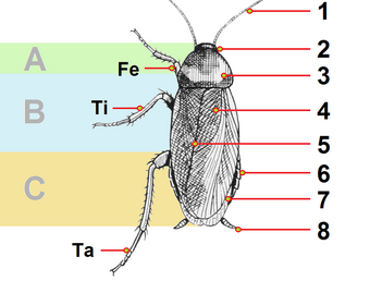 Cucaracha Americana Wiki Reino Animalia Fandom