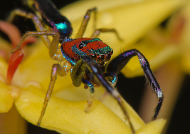 Araña arcoiris