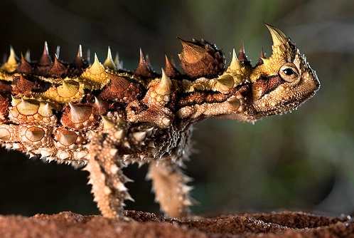 Diablo Espinoso | Wiki Reino Animalia | Fandom