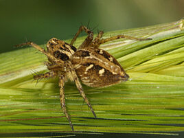 Oxyopes heterophthalmus