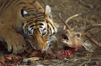 Tigre de bengala 8