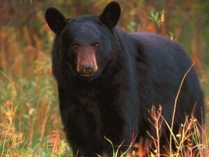 Oso-negro-americano.jpg