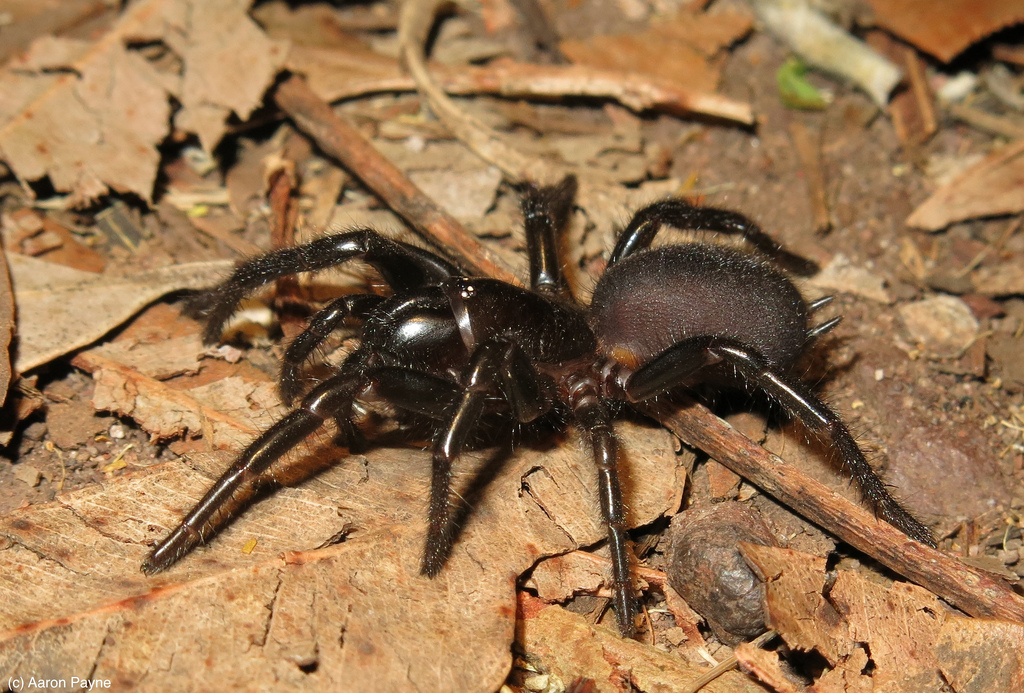 Southern Tree Funnel-web spider (Hadronyche cerberea). Flickr
