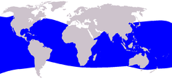 250px-Cetacea range map Dwarf Sperm Whale