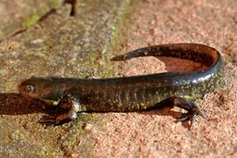 Ambystoma bombypellum