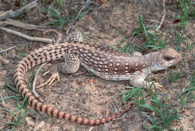 D.dorsalis.az.yuma