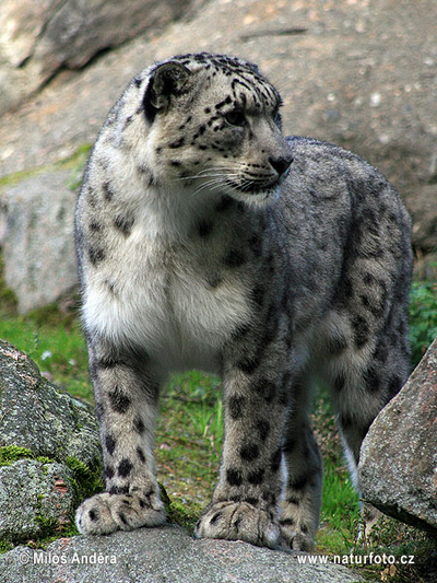 Leopardo de las nieves.png