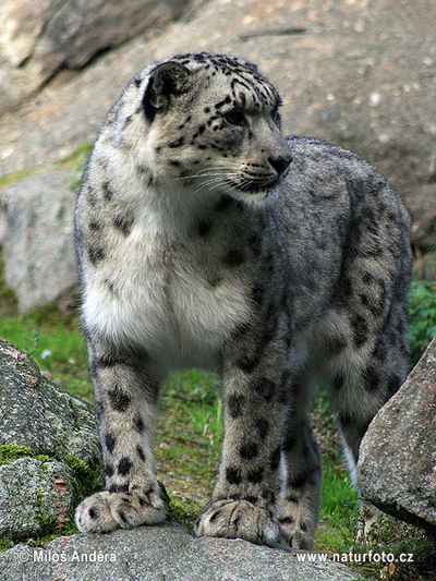 Leopardo de las nieves